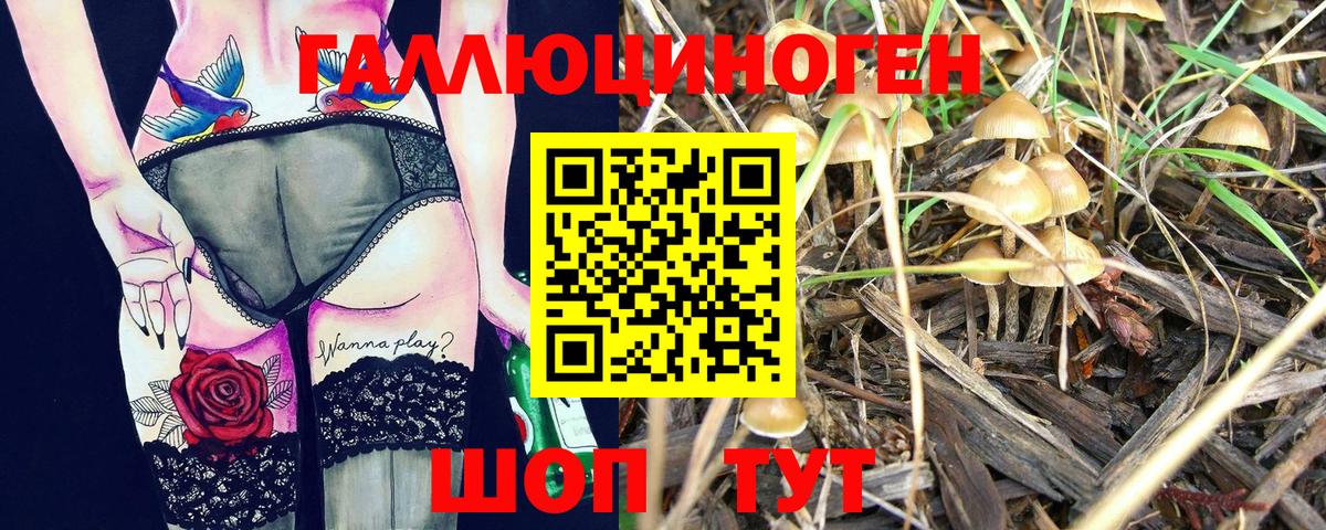 Каменка  Галлюциногенные грибы Cubensis  Вход с VPN 